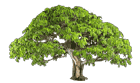 Wonderful tree